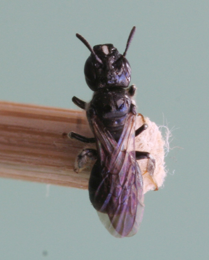 Apidae  Xylocopinae: Ceratina cucurbitina